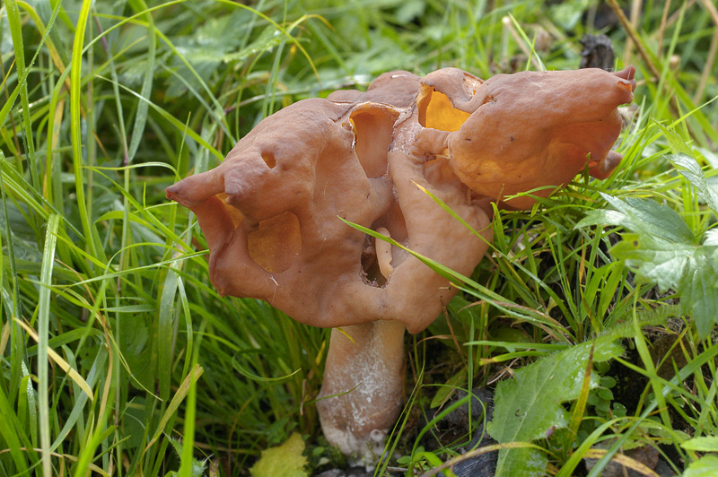 gyromitra infula